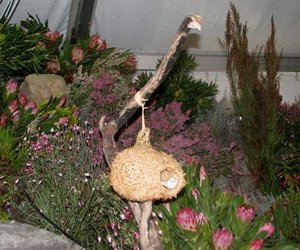 Fynbosskou in vooruitsig